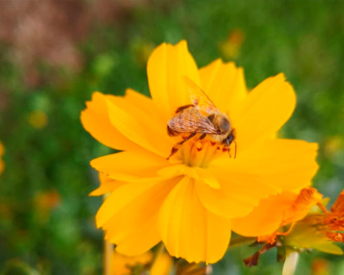 abeja comiendo en flor amarilla