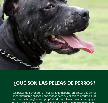 Portada ¿Qué son las peleas de perros?