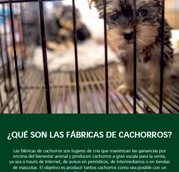 Qué son las fábricas de cachorros
