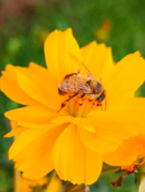abeja comiendo en flor amarilla