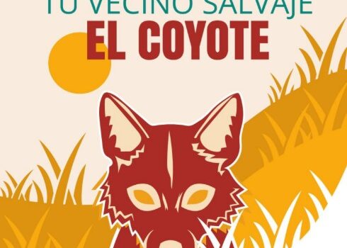 Tu vecino Salvaje el coyote